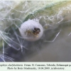 callophrys chalybeitincta dzhamagat ovum 3